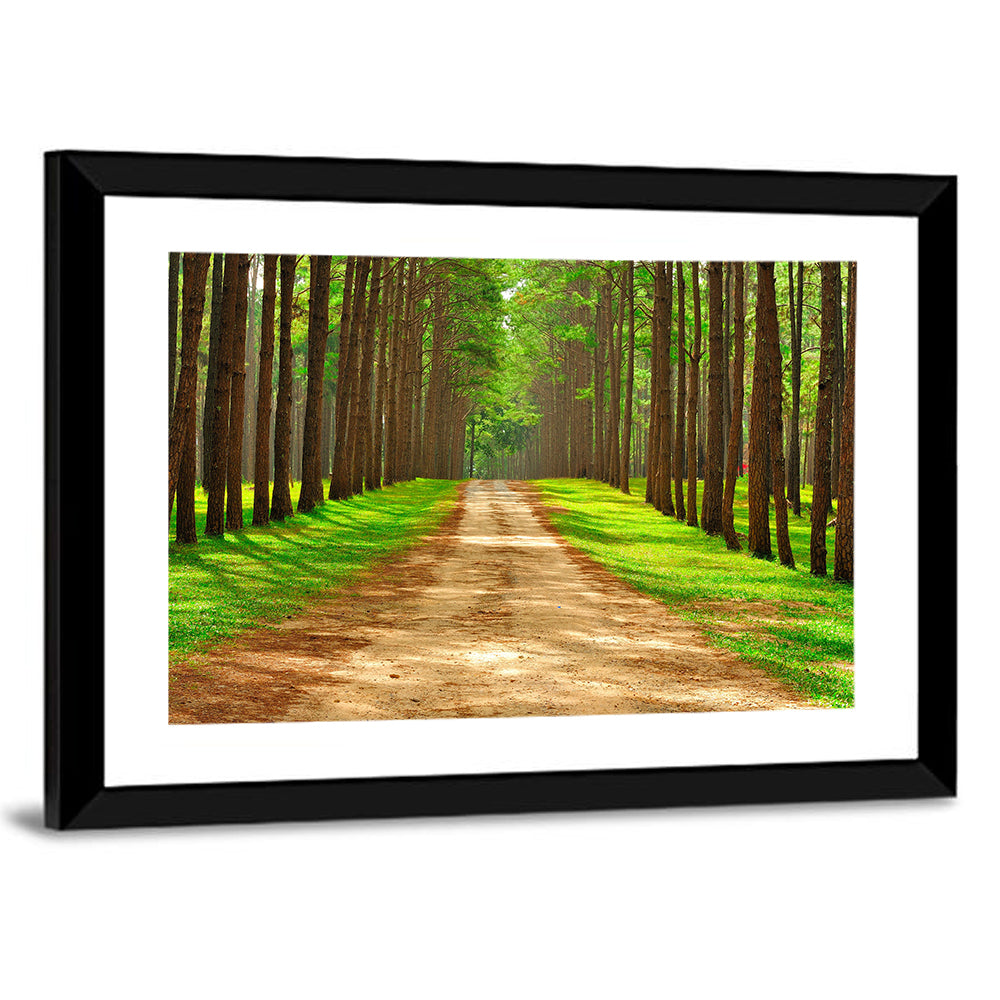 Thailand Pine Forest Path Wall Art