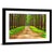 Thailand Pine Forest Wall Art