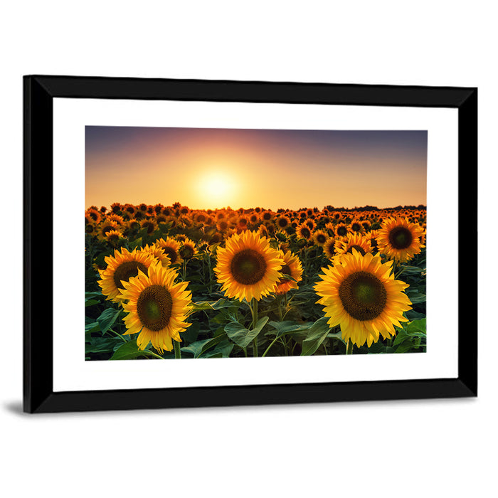 Sunflower Field at Sunset Wall Art as a framed print