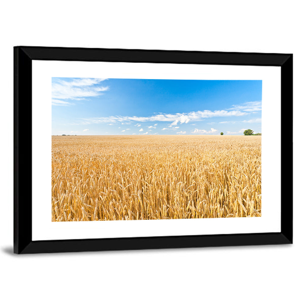 Golden Wheat Field with Blue Sky Wall Art