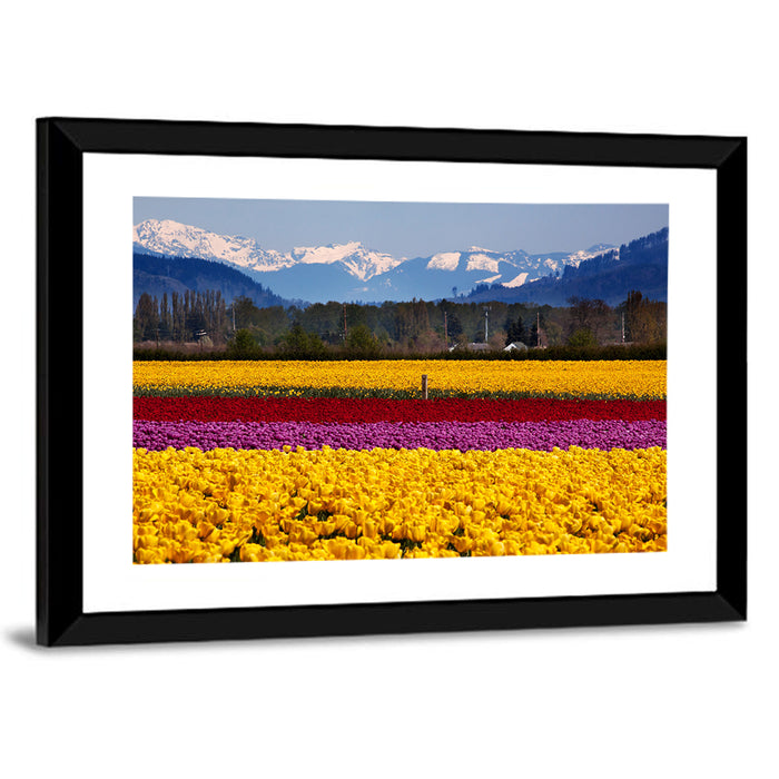 Skagit Valley Spring Daffodils Wall Art as a framed print