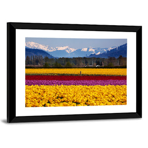 Daffodils In Skagit Valley Wall Art