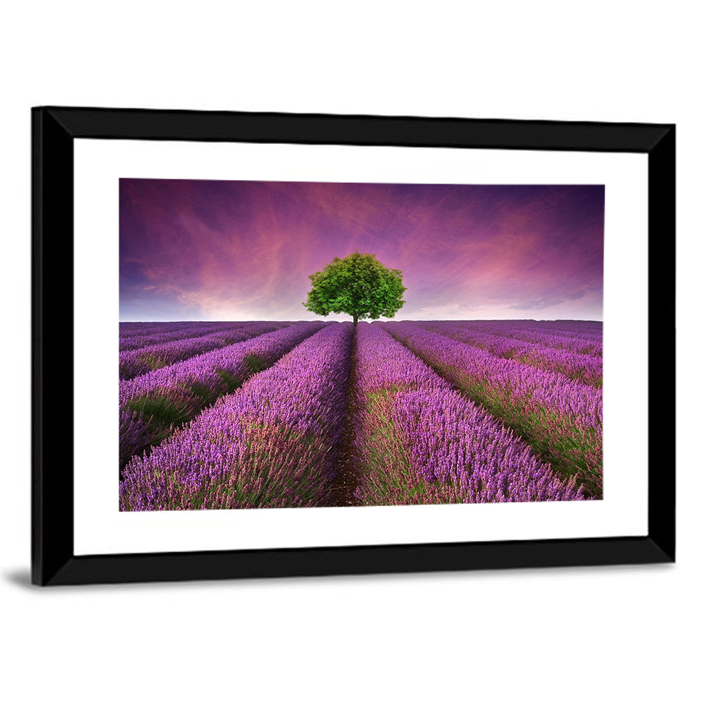 Lavender Field at Sunset Wall Art