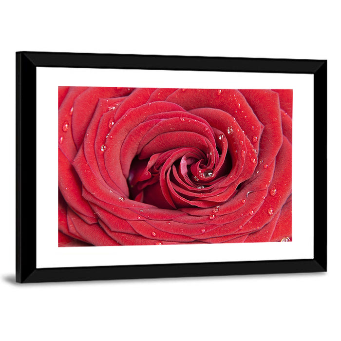 Crimson Rose Spiral Closeup Wall Art as a framed print