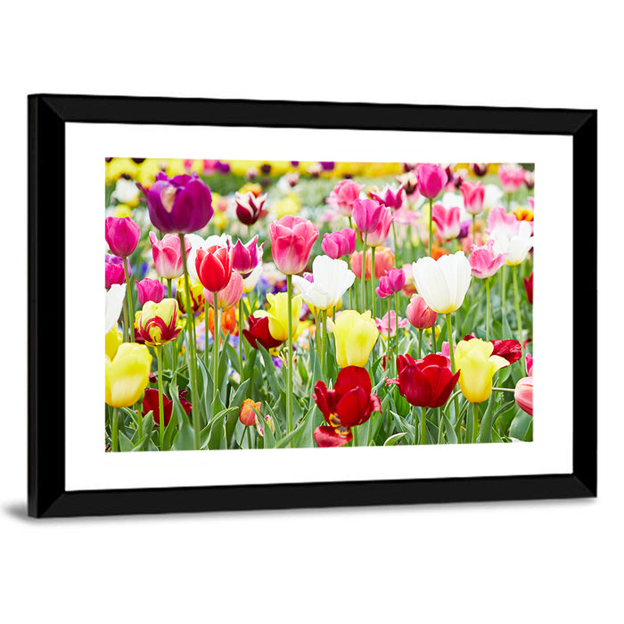 Spring Tulip Close-up Wall Art as a framed print