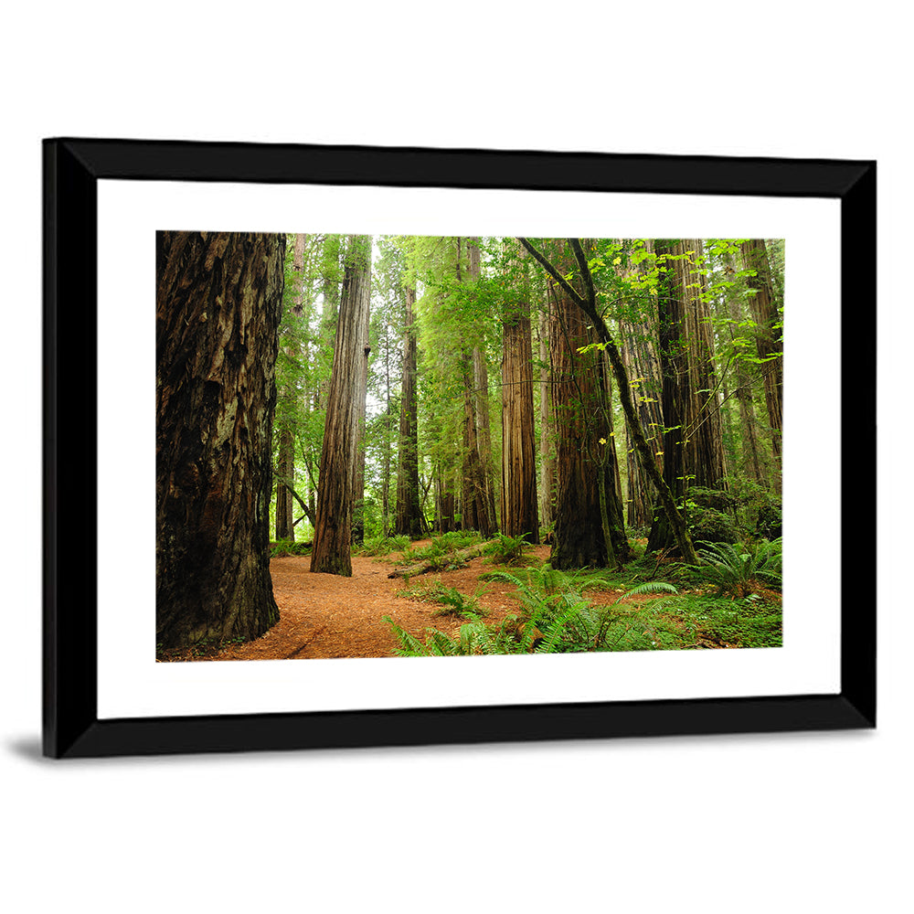 Towering Redwood Canopy Wall Art