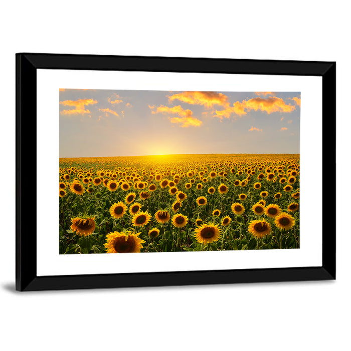 Sunflower Field at Sunset Wall Art as a framed print