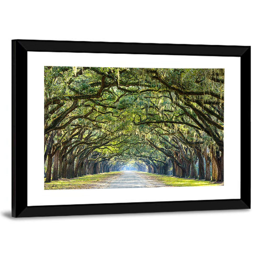 Spanish Moss Oak Alley Wall Art