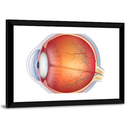 Human Eye Anatomy Wall Art