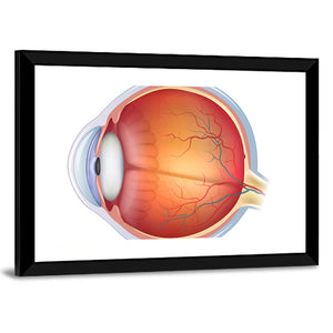 Human Eye Anatomy Wall Art