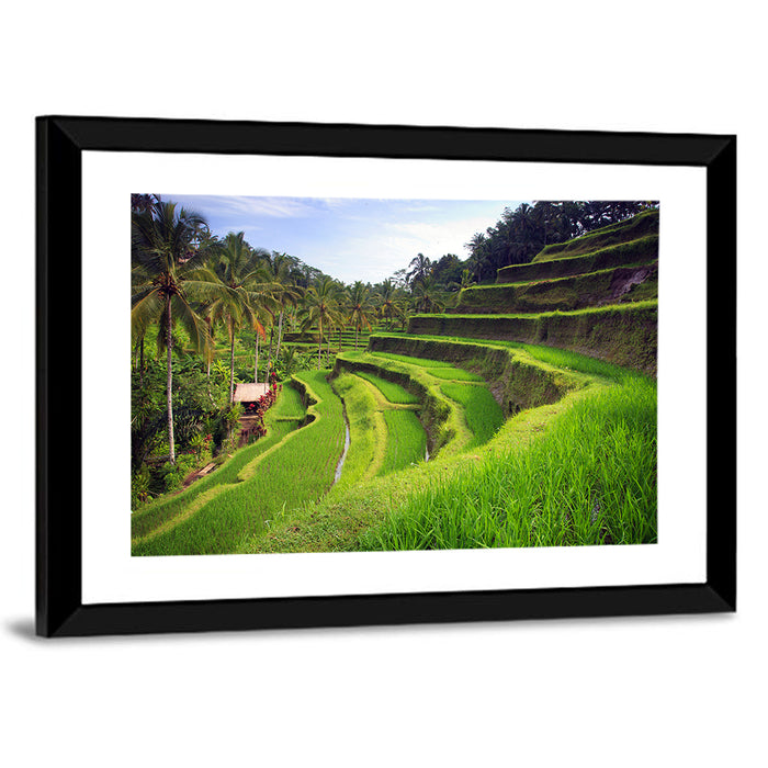 Tegallalang Rice Terraces Wall Art as a framed print