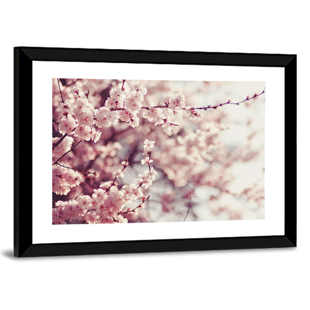 Pink Cherry Blossom Close-up Wall Art
