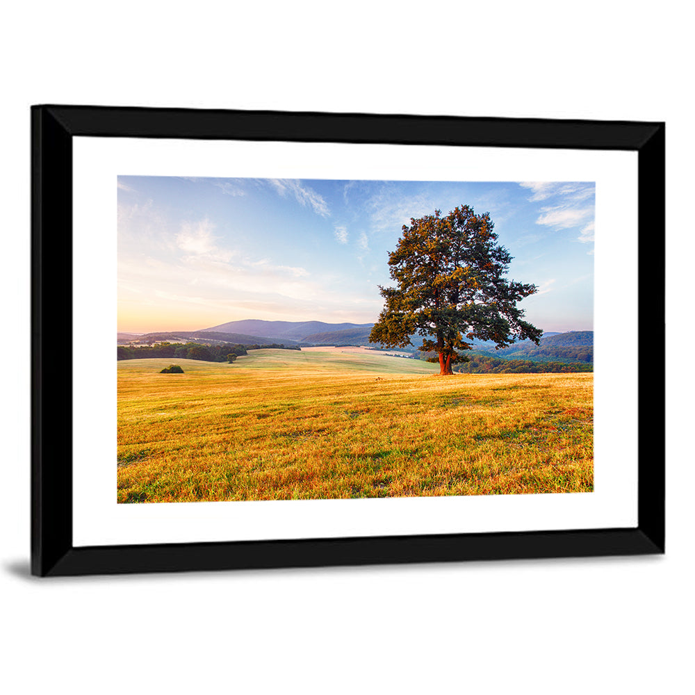 Golden Hour Meadow with Lone Tree Wall Art