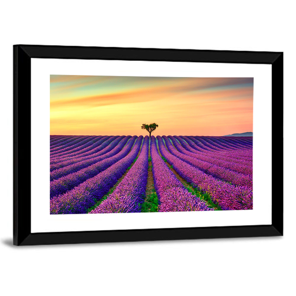 Lavender Field with Solitary Tree Wall Art