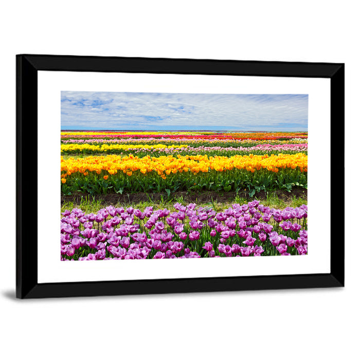 Rows of Colorful Tulip Fields Wall Art as a framed print