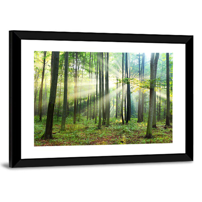 Morning Light in the Forest Wall Art as a framed print