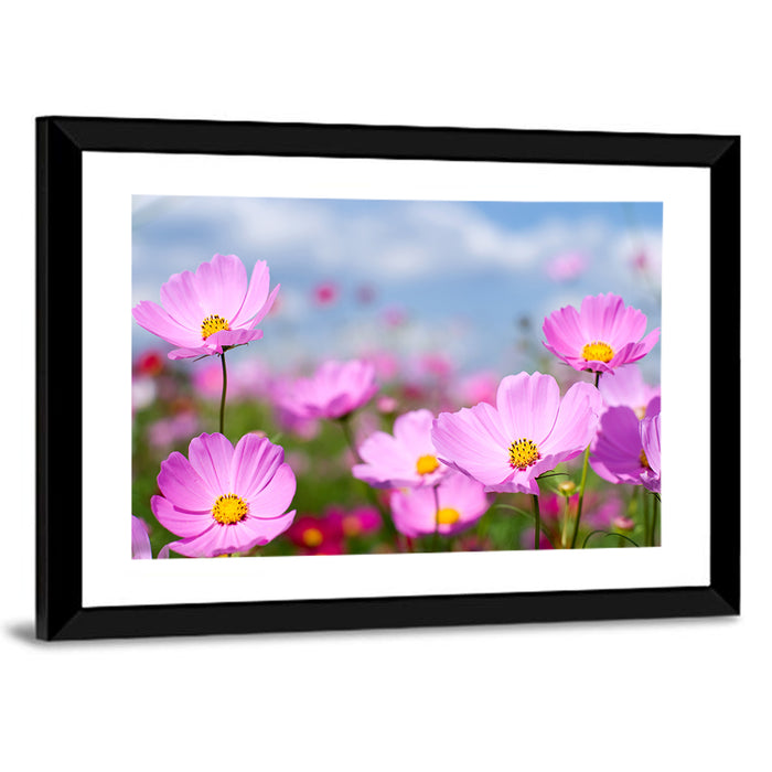 Pink Cosmos Meadow Under Blue Sky Wall Art as a framed print
