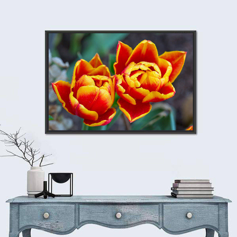 Red Tulips Close-up Wall Art in a room, landscape