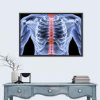 Male Spine X-ray Illustration Wall Art