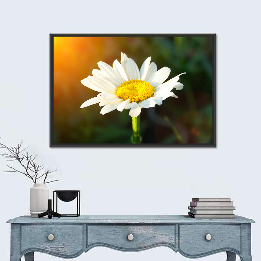 Single Daisy at Sunset Wall Art