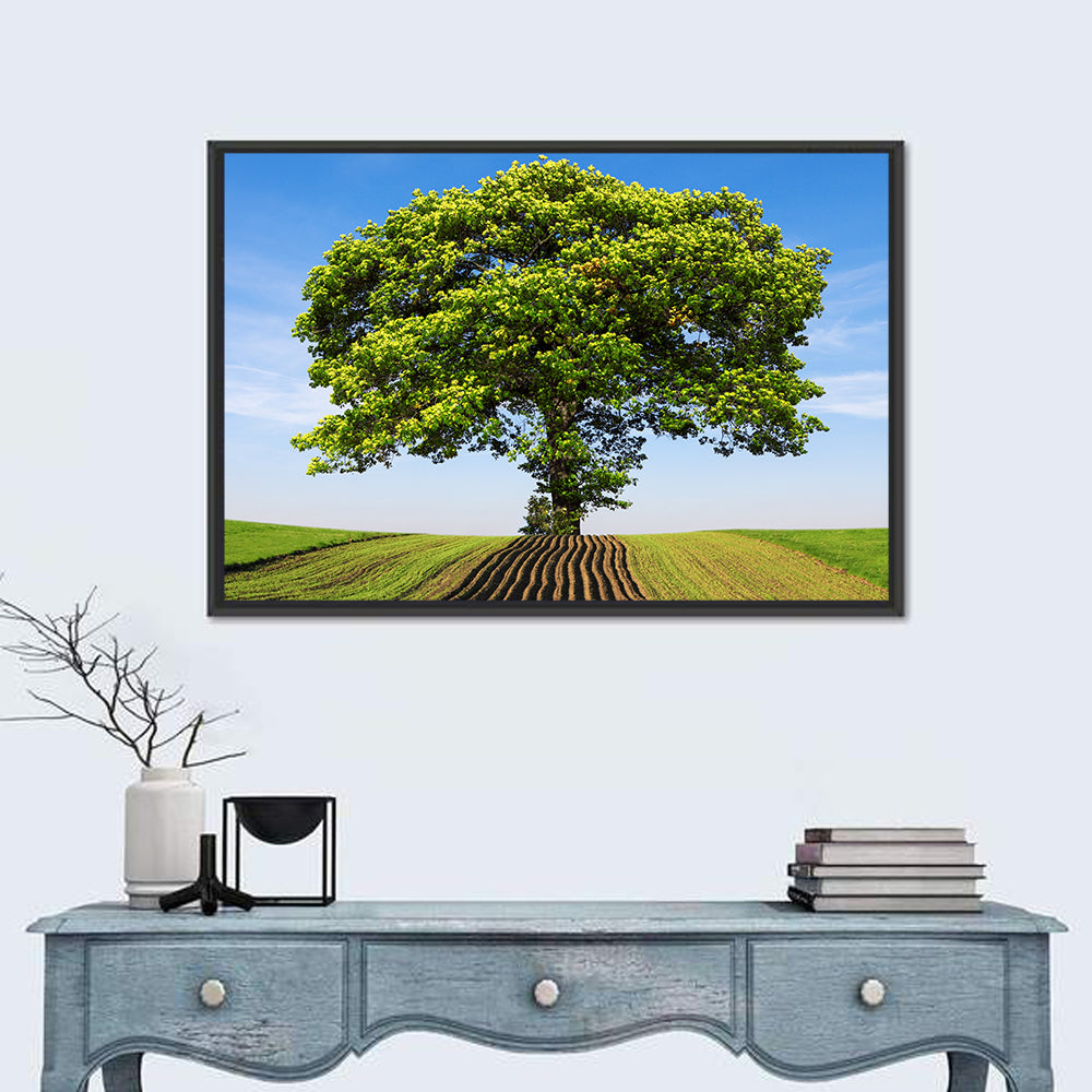 Solitary Tree on Plowed Hill Wall Art
