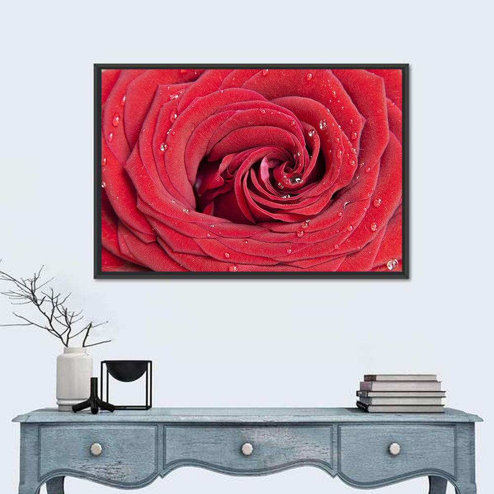Crimson Rose Spiral Closeup Wall Art in a room, landscape