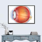 Anatomical Eye Cross-section Wall Art