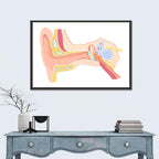 Human Ear Cross-section Diagram Wall Art
