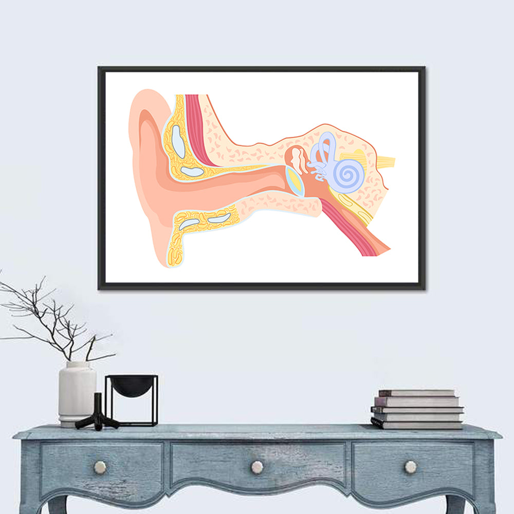 Human Ear Cross-section Diagram Wall Art