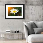 Single Daisy at Sunset Wall Art