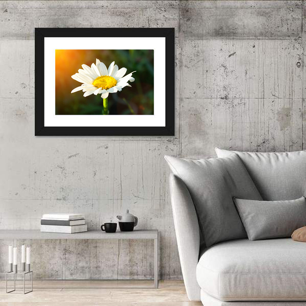 Single Daisy at Sunset Wall Art