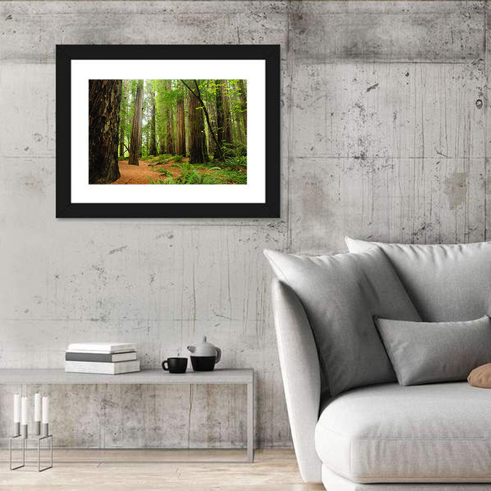 Towering Redwood Canopy Wall Art