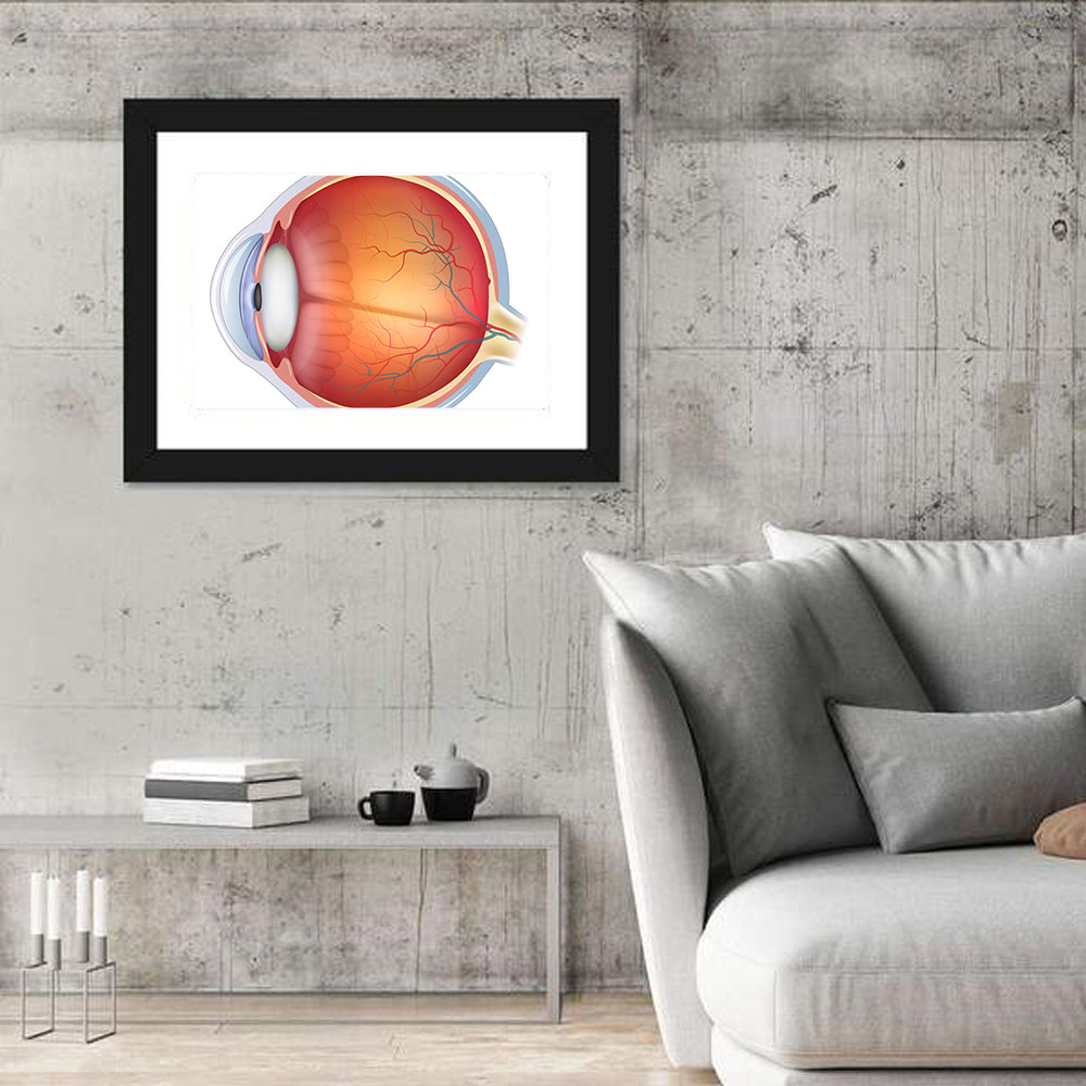 Anatomical Eye Cross-section Wall Art
