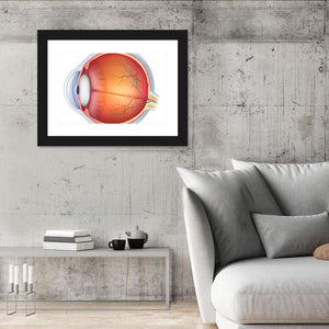 Human Eye Anatomy Wall Art