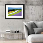Farm Tomita Lavender Fields Wall Art