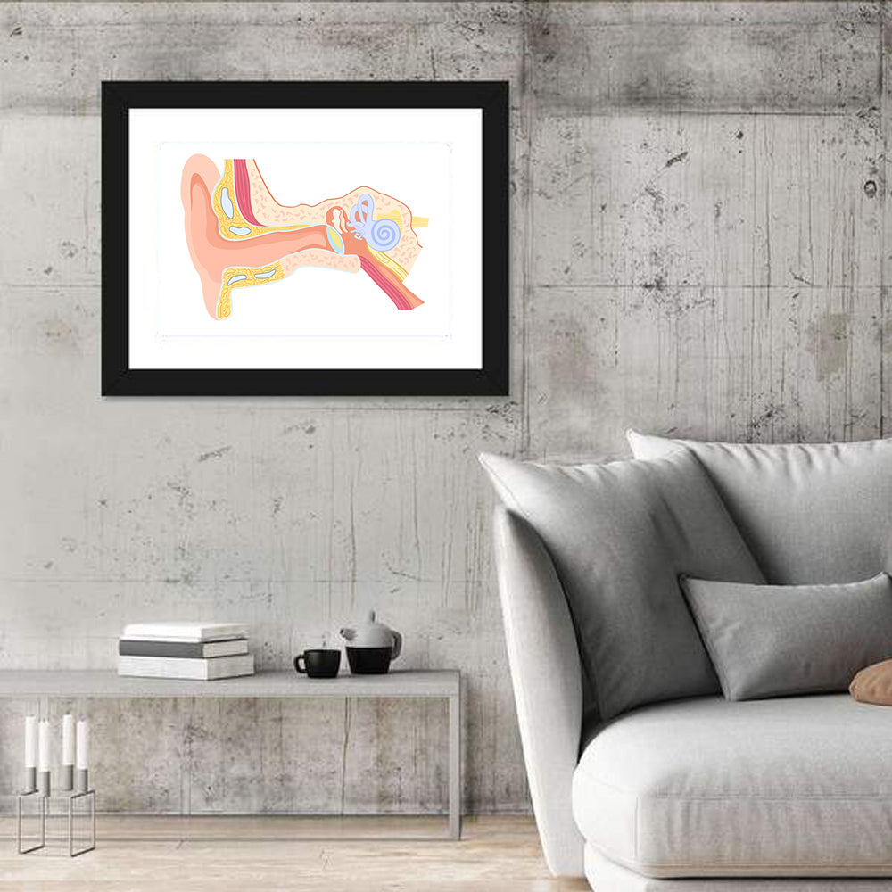 Human Ear Cross-section Diagram Wall Art