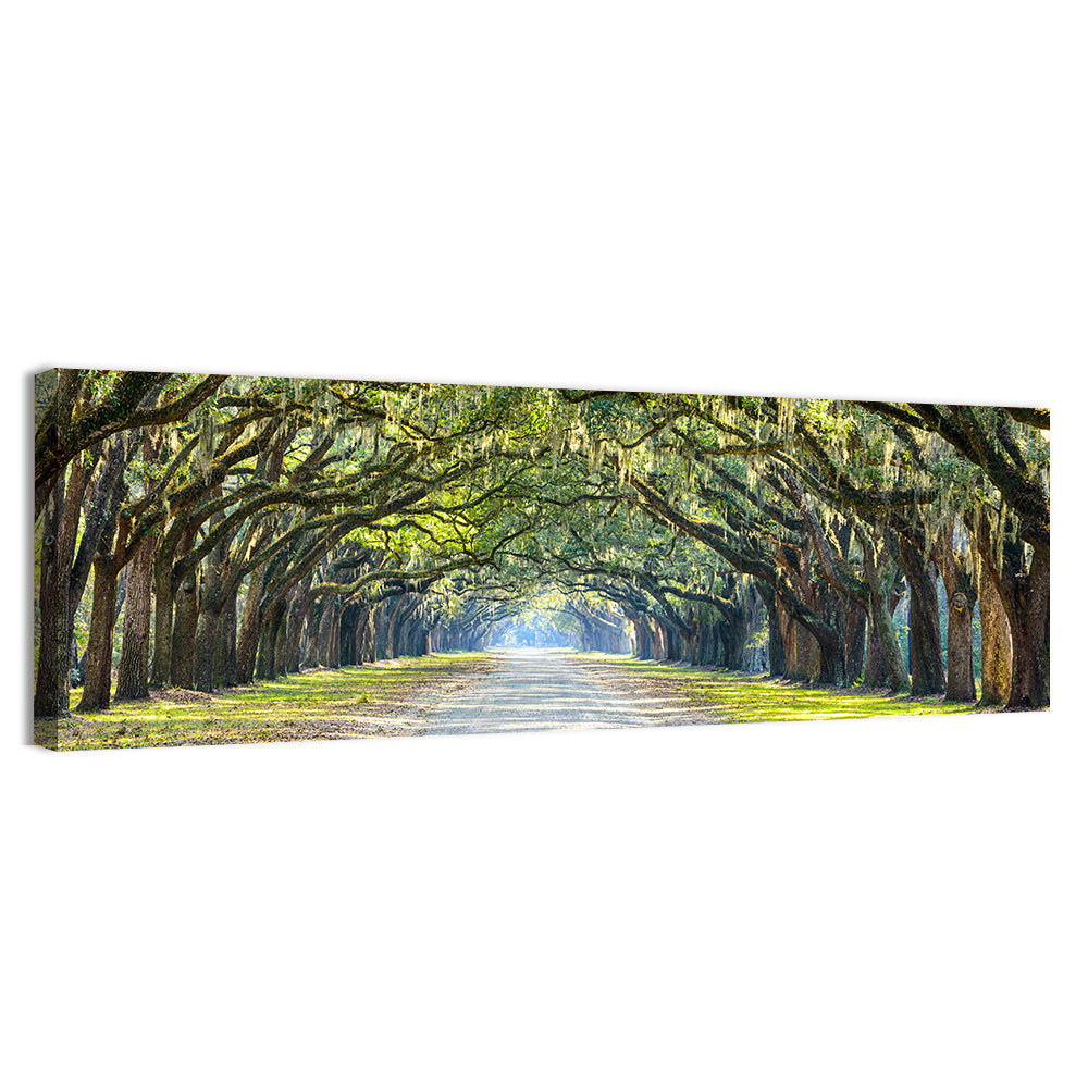 Spanish Moss Oak Alley Wall Art, canvas print, panoramic