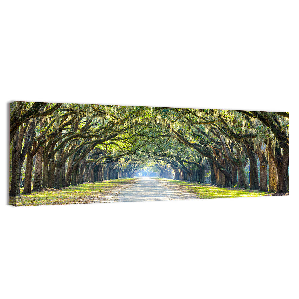 Wormsloe Plantation Oak Tunnel Wall Art, canvas print, panoramic