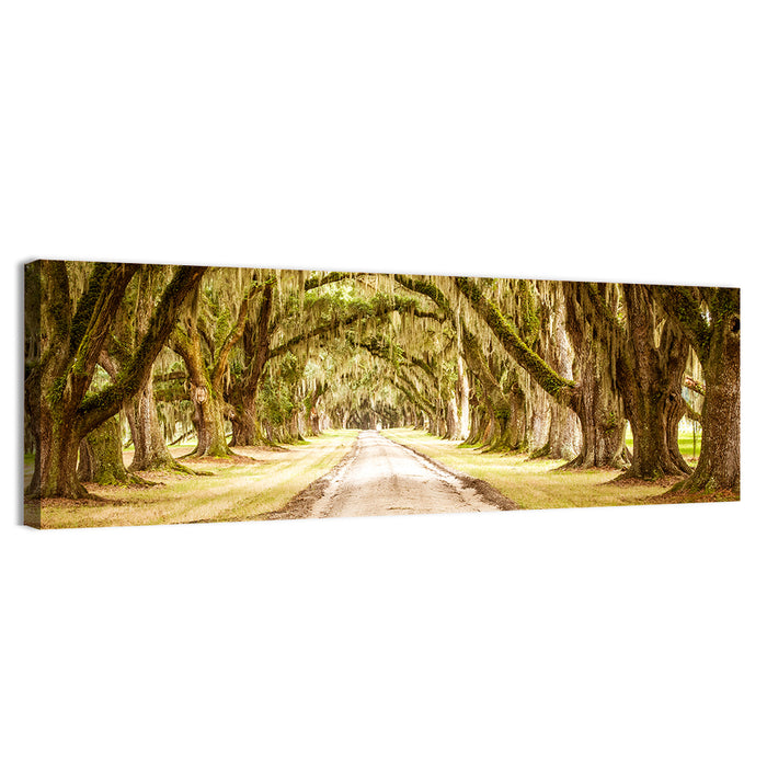 Oak Pathway Under Spanish Moss Wall Art as a canvas print