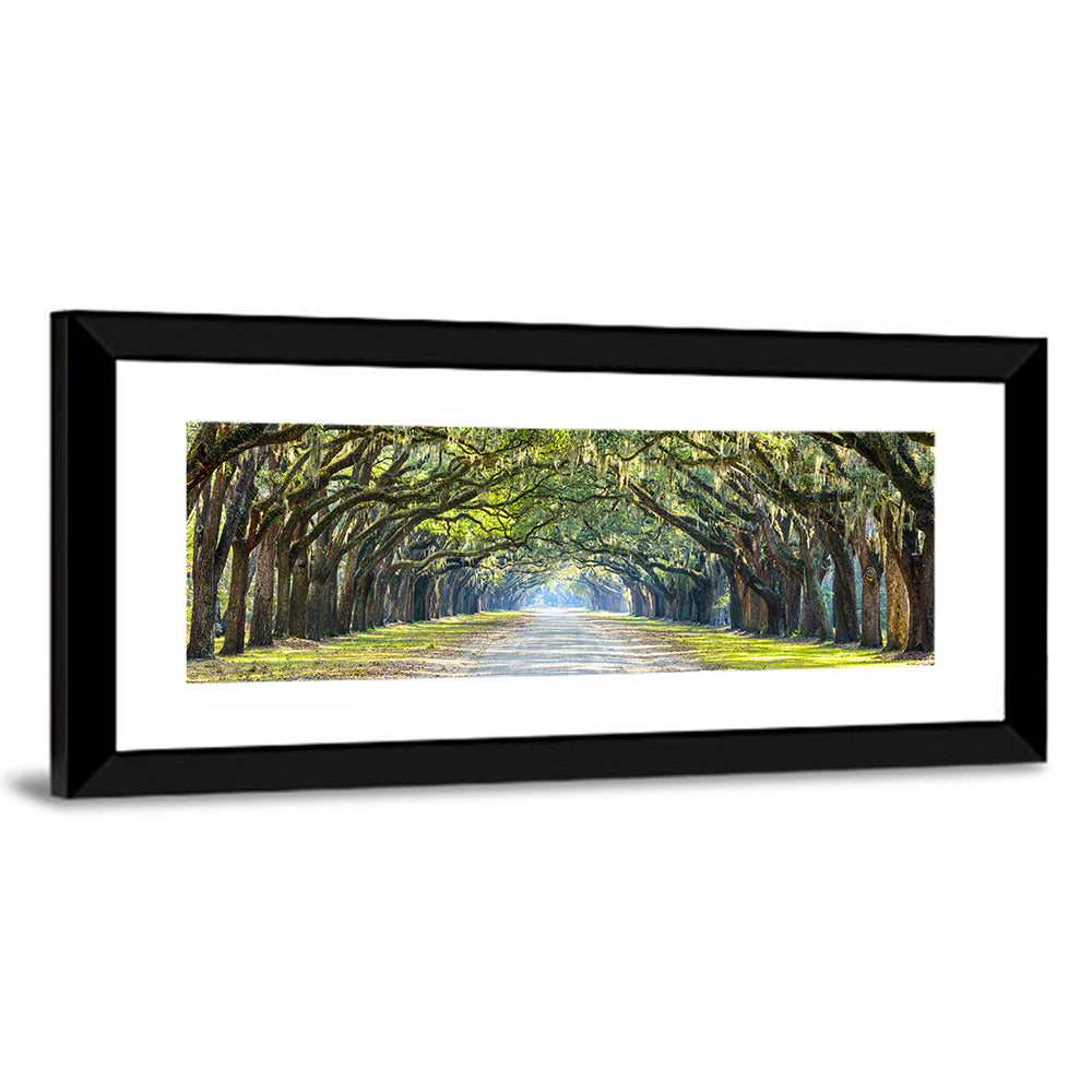 Spanish Moss Oak Alley Wall Art