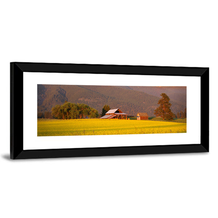 Rapeseed Field and Barn at Golden Hour Wall Art as a framed print