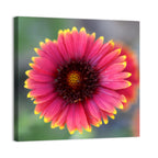 Pink Blossom Close-up Wall Art