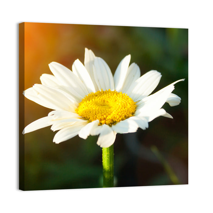 Single Daisy at Sunset Wall Art as a canvas print