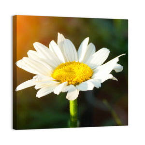 Single Daisy Flower At Sunset Wall Art