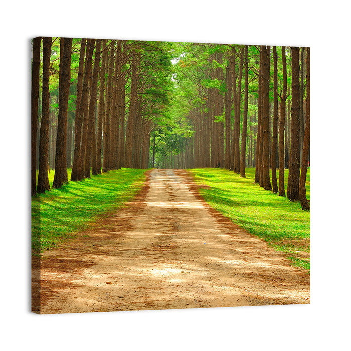 Thailand Pine Forest Path Wall Art as a canvas print