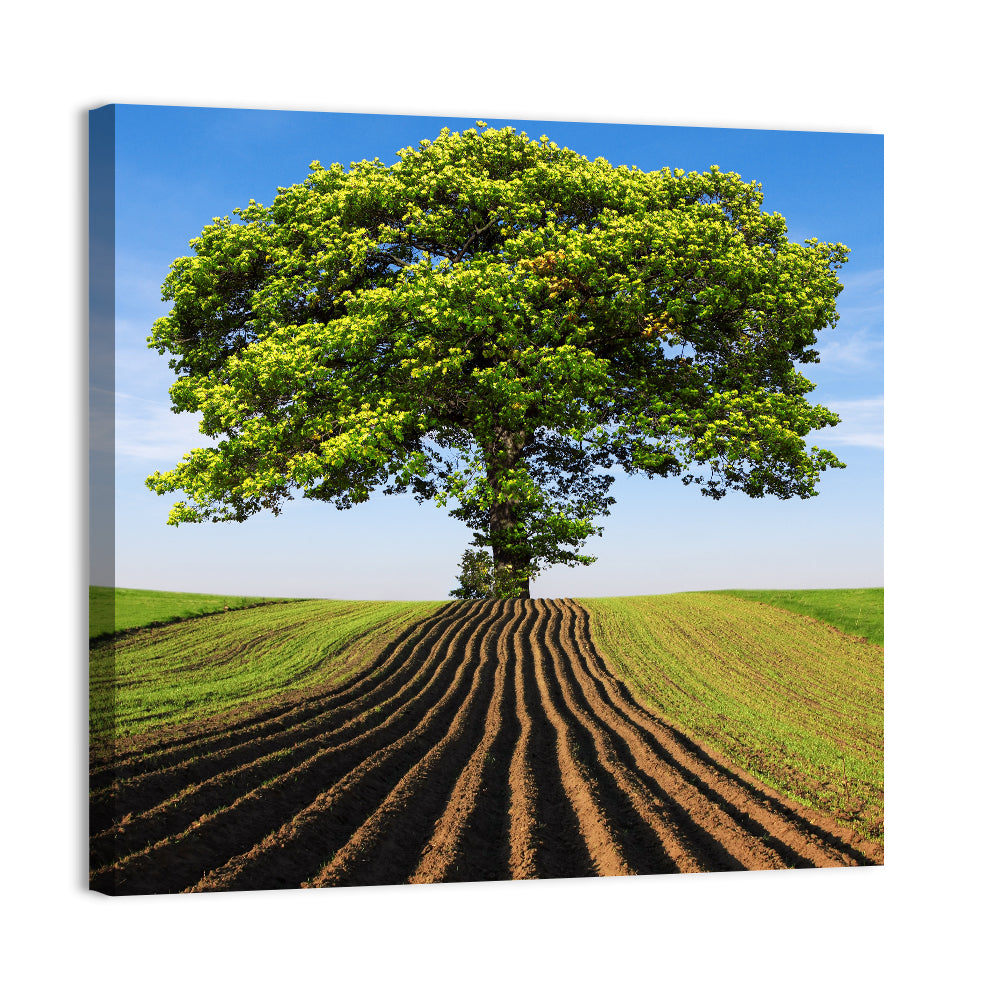 Solitary Tree on Plowed Hill Wall Art