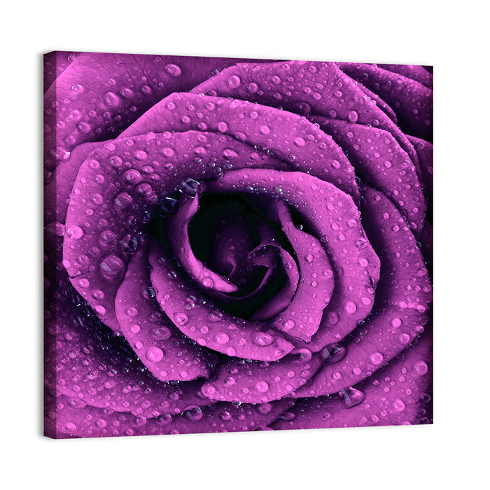 Rain Touched Purple Rose Wall Art as a canvas print