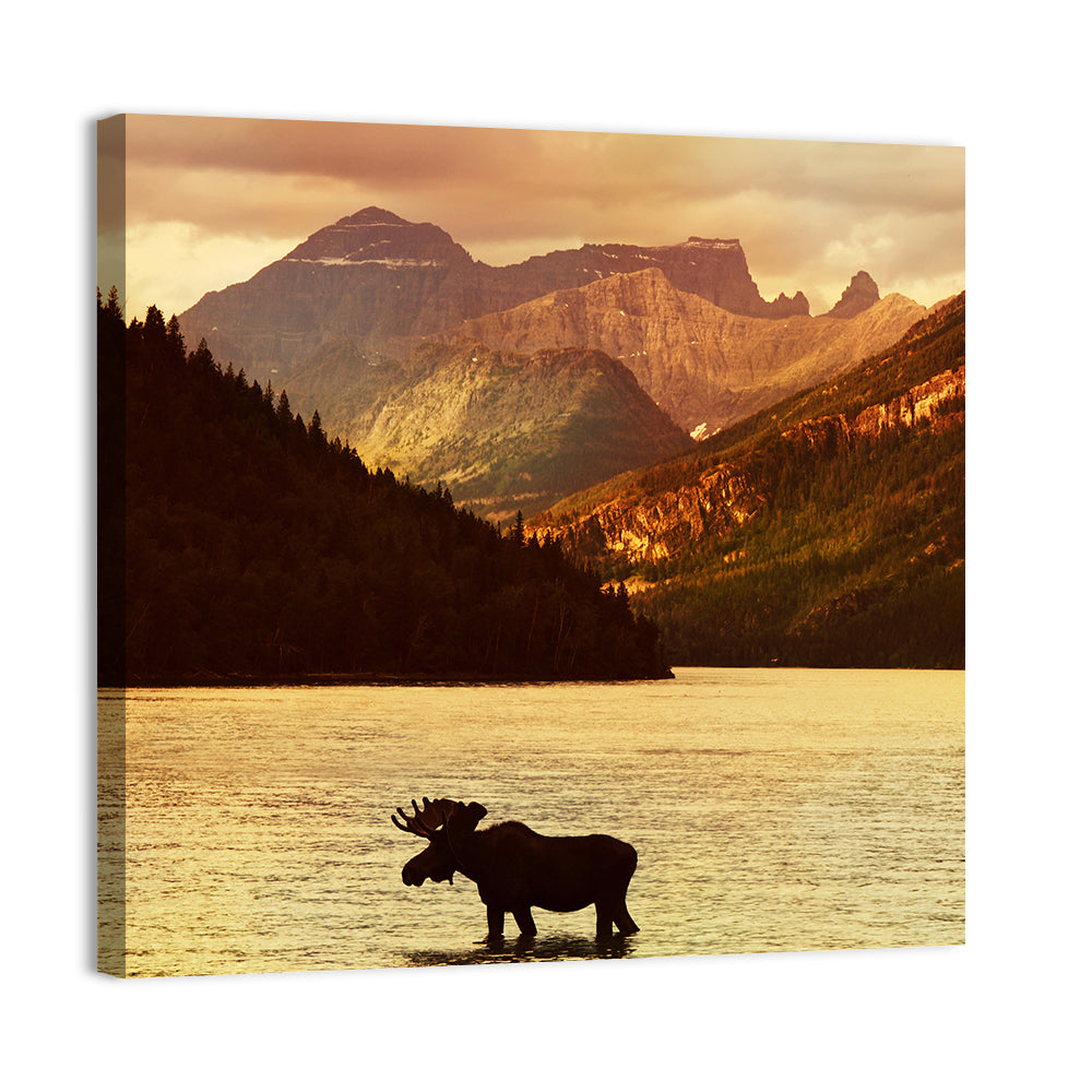 Waterton Lakes Moose at Golden Dusk Wall Art