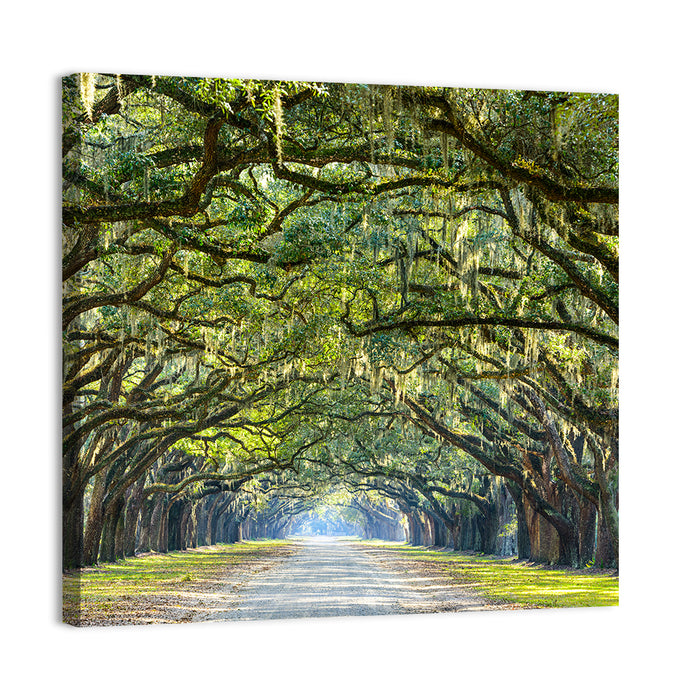 Spanish Moss Oak Alley Wall Art as a canvas print