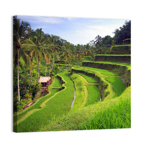 Terrace Rice Fields In Tegallalang Wall Art